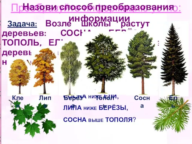 Преобразуйте информацию устно: Задача: Возле школы растут шесть деревьев: СОСНА, БЕРЁЗА, ЛИПА, ТОПОЛЬ,