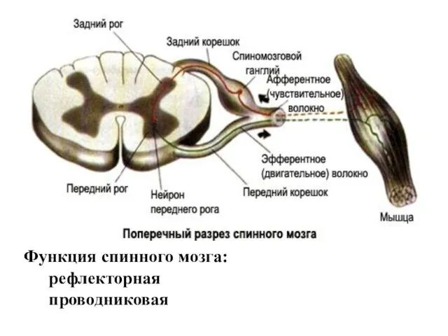 Функция спинного мозга: рефлекторная проводниковая