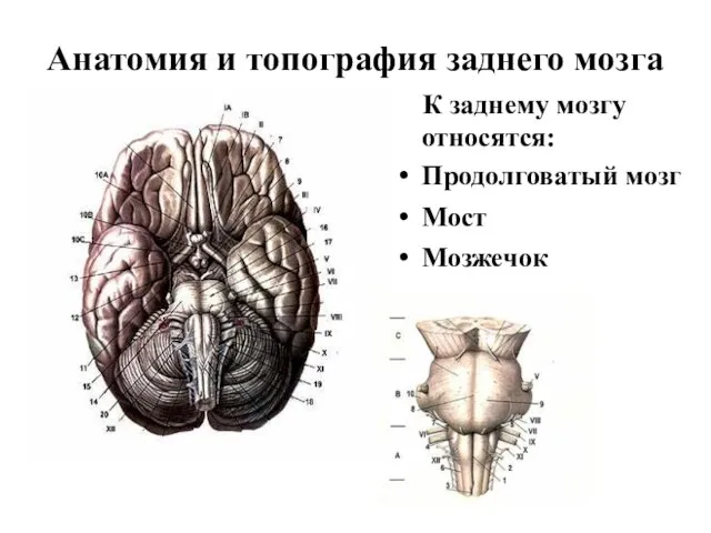 Анатомия и топография заднего мозга К заднему мозгу относятся: Продолговатый мозг Мост Мозжечок