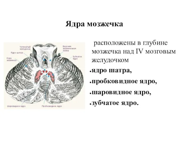 Ядра мозжечка расположены в глубине мозжечка над IV мозговым желудочком