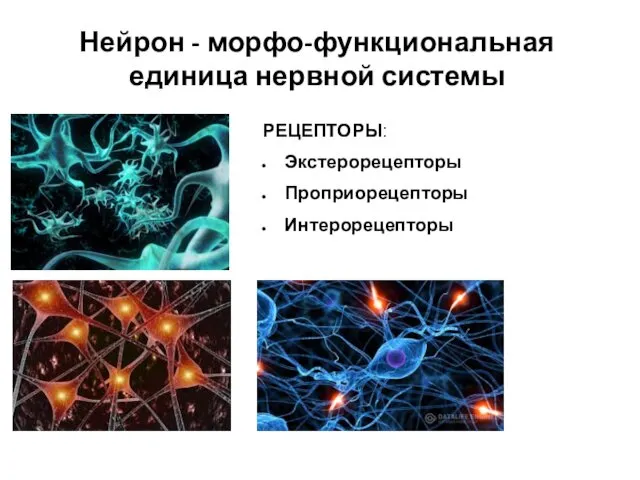 Нейрон - морфо-функциональная единица нервной системы РЕЦЕПТОРЫ: Экстерорецепторы Проприорецепторы Интерорецепторы