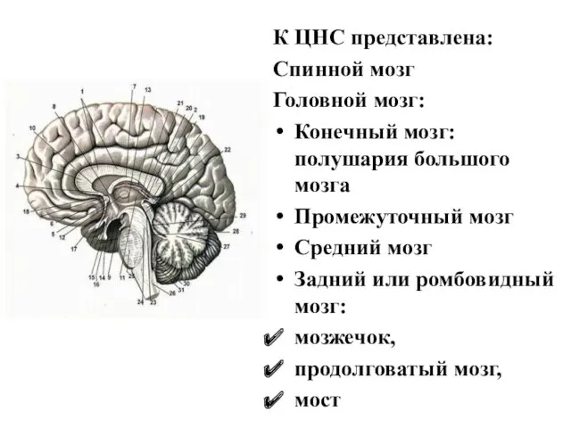 К ЦНС представлена: Спинной мозг Головной мозг: Конечный мозг: полушария