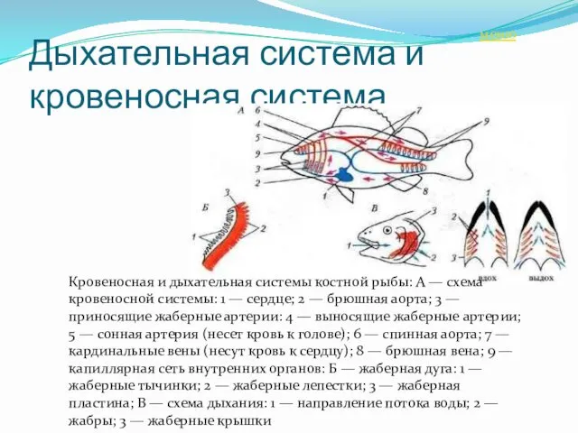 Дыхательная система и кровеносная система. Кровеносная и дыхательная системы костной