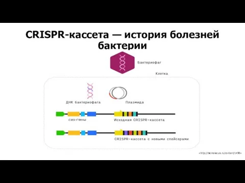 CRISPR-кассета — история болезней бактерии «http://biomolecula.ru/content/1498»