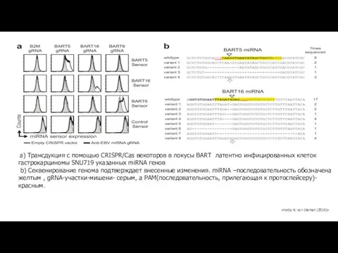 а) Трансдукция с помощью CRISPR/Cas векоторов в локусы BART латентно