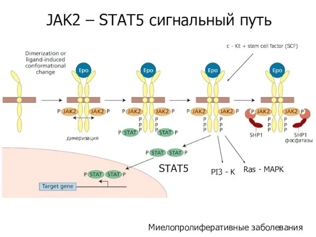 STAT5 JAK2 – STAT5 сигнальный путь Миелопролиферативные заболевания PI3 -