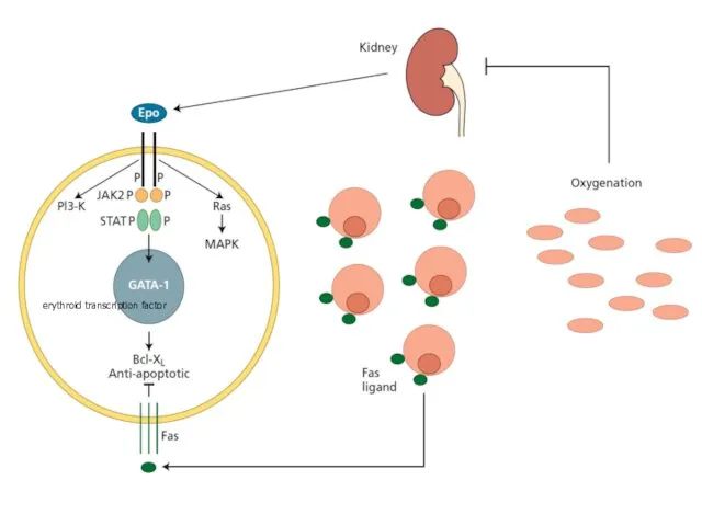 erythroid transcription factor