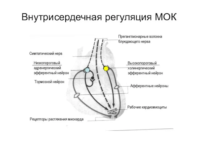 Внутрисердечная регуляция МОК