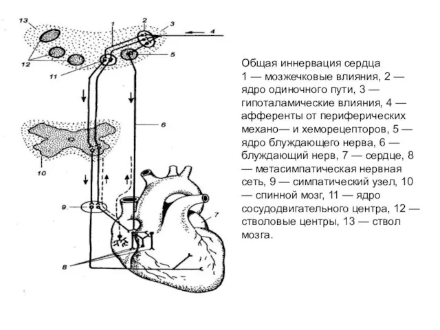 Общая иннервация сердца 1 — мозжечковые влияния, 2 — ядро