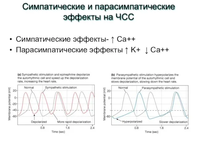 Симпатические эффекты- ↑ Ca++ Парасимпатические эффекты ↑ K+ ↓ Ca++ Симпатические и парасимпатические эффекты на ЧСС