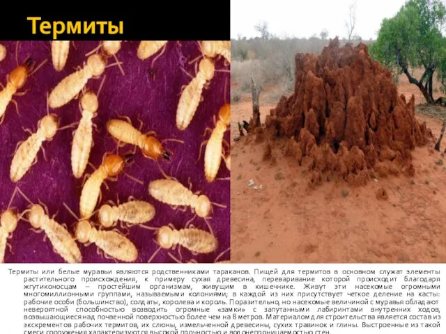 Термиты Термиты или белые муравьи являются родственниками тараканов. Пищей для