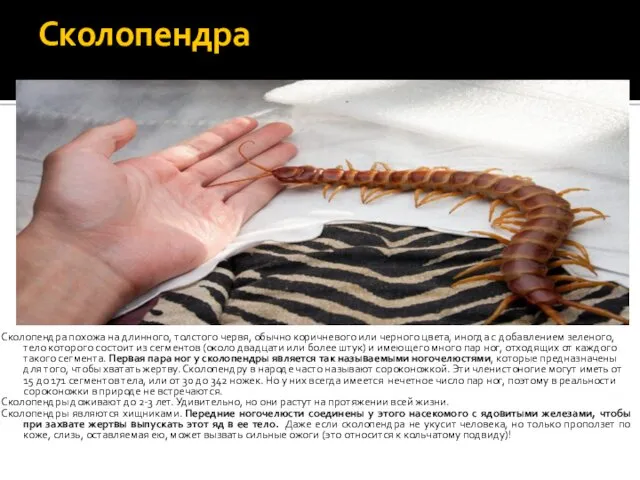 Сколопендра Сколопендра похожа на длинного, толстого червя, обычно коричневого или