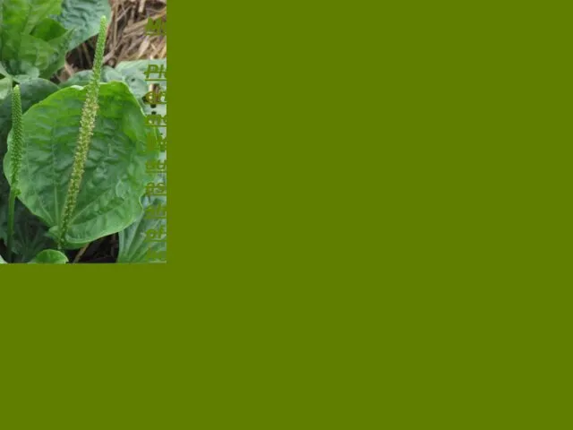 Medicinal use Plantain is found all over the world, and