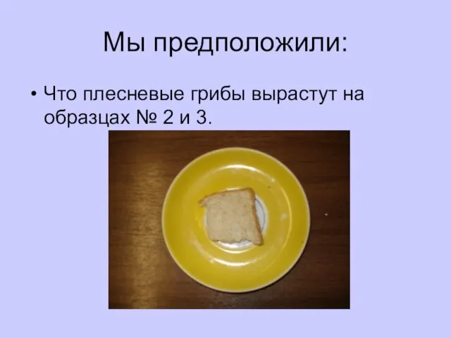 Мы предположили: Что плесневые грибы вырастут на образцах № 2 и 3.