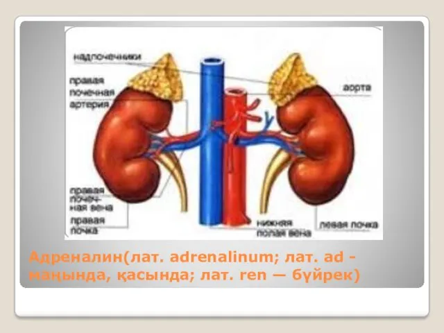 Адреналин(лат. adrenalinum; лат. ad - маңында, қасында; лат. ren — бүйрек)