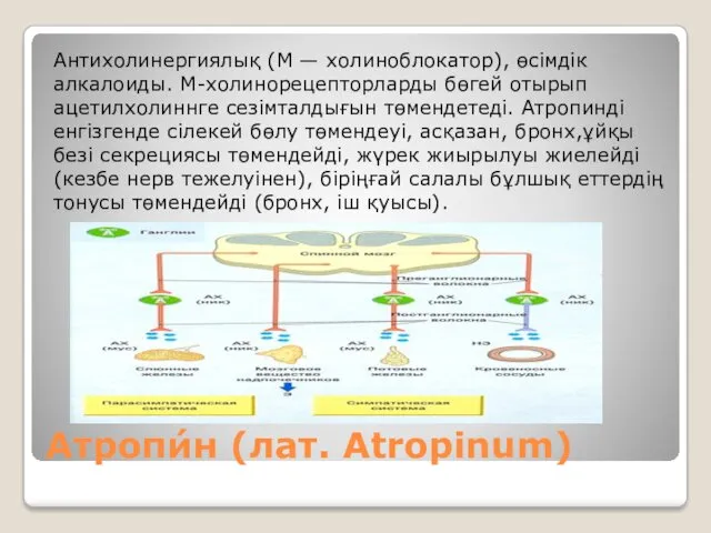 Атропи́н (лат. Atropinum) Антихолинергиялық (М — холиноблокатор), өсімдік алкалоиды. М-холинорецепторларды