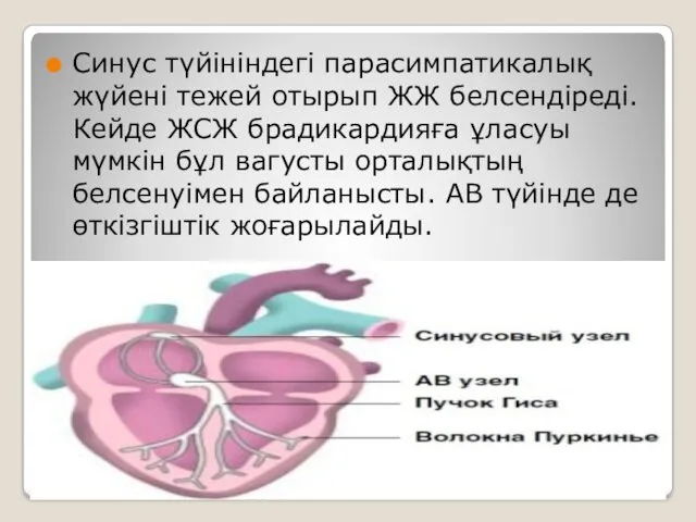 Синус түйініндегі парасимпатикалық жүйені тежей отырып ЖЖ белсендіреді.Кейде ЖСЖ брадикардияға