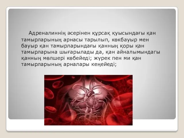 Адреналиннің әсерінен құрсақ қуысындағы қан тамырларының арнасы тарылып, көкбауыр мен