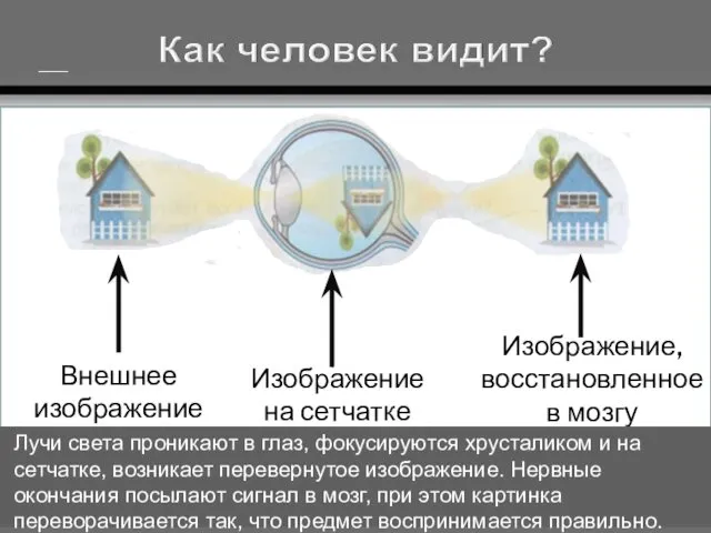 Внешнее изображение Изображение на сетчатке Изображение, восстановленное в мозгу Лучи