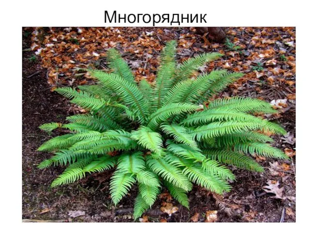 Многорядник