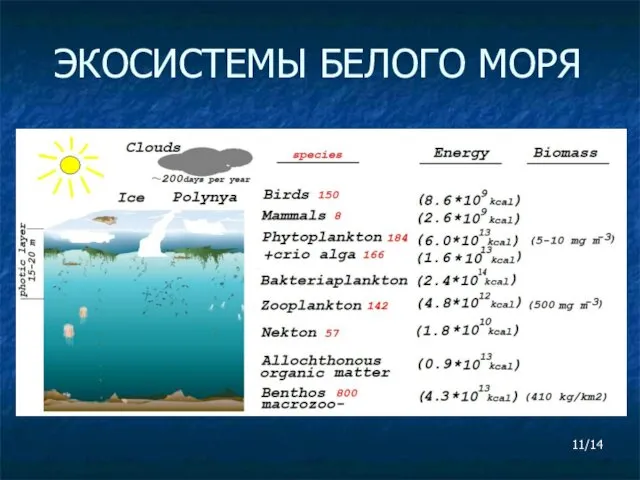 ЭКОСИСТЕМЫ БЕЛОГО МОРЯ 11/14