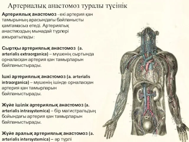 Артериалық анастомоз туралы түсінік Артериялық анастомоз - екі артерия қан