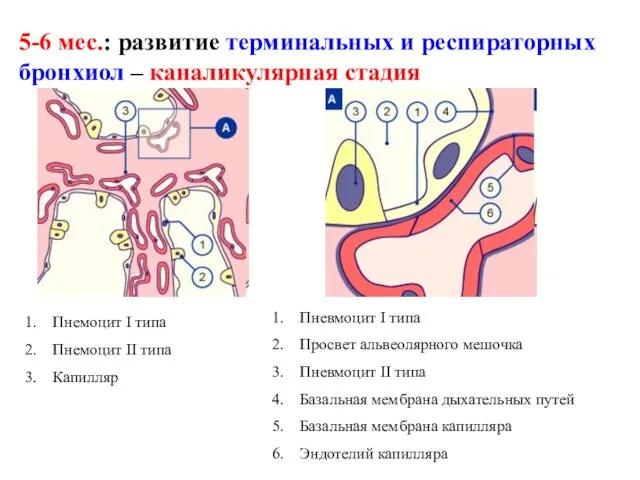 5-6 мес.: развитие терминальных и респираторных бронхиол – каналикулярная стадия