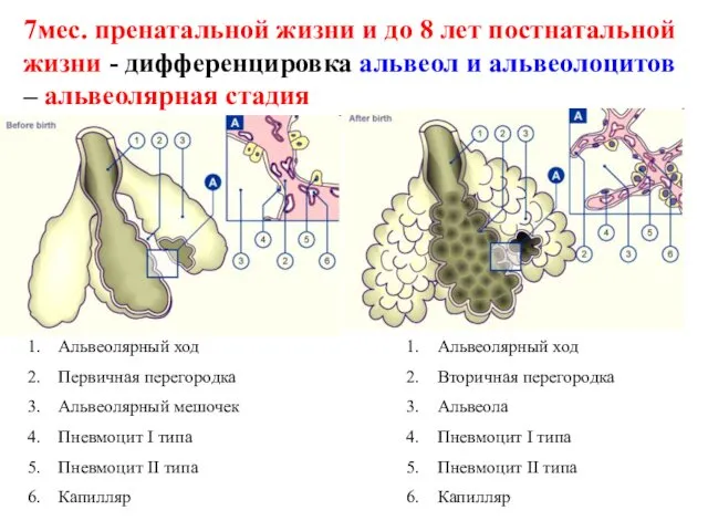 7мес. пренатальной жизни и до 8 лет постнатальной жизни -