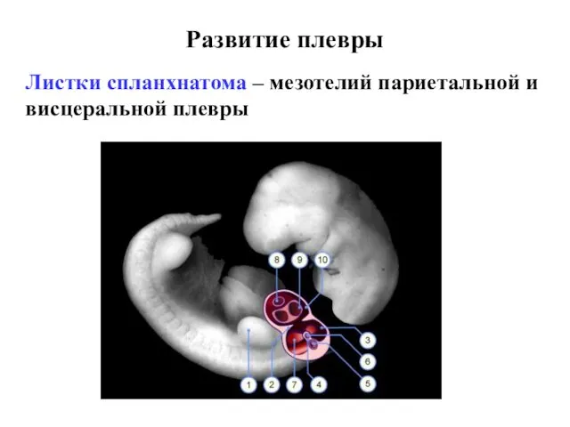 Развитие плевры Листки спланхнатома – мезотелий париетальной и висцеральной плевры