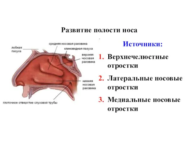 Развитие полости носа Источники: Верхнечелюстные отростки Латеральные носовые отростки Медиальные носовые отростки