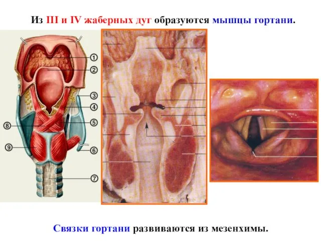 Из III и IV жаберных дуг образуются мышцы гортани. Связки гортани развиваются из мезенхимы.