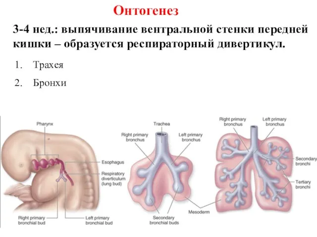 3-4 нед.: выпячивание вентральной стенки передней кишки – образуется респираторный дивертикул. Трахея Бронхи Онтогенез