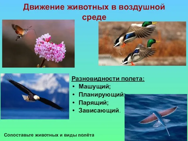Движение животных в воздушной среде Разновидности полета: Машущий; Планирующий; Парящий; Зависающий. Сопоставьте животных и виды полёта