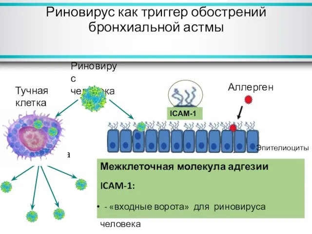 Межклеточная молекула адгезии ICAM-1: - «входные ворота» для риновируса человека участвует в аллергическом