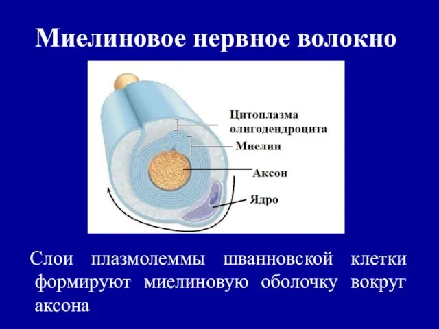 Миелиновое нервное волокно Слои плазмолеммы шванновской клетки формируют миелиновую оболочку вокруг аксона