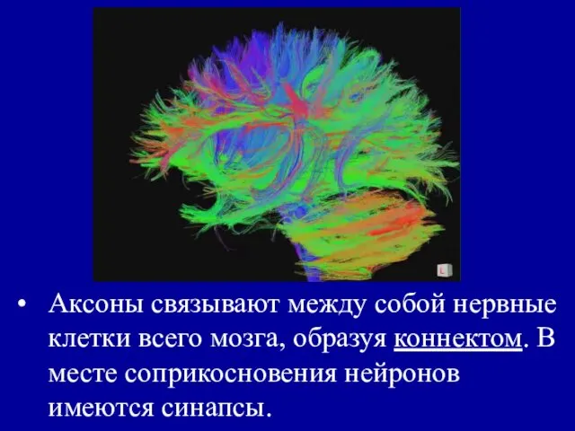 Аксоны связывают между собой нервные клетки всего мозга, образуя коннектом. В месте соприкосновения нейронов имеются синапсы.