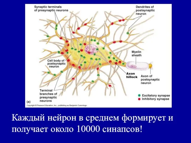 Каждый нейрон в среднем формирует и получает около 10000 синапсов!