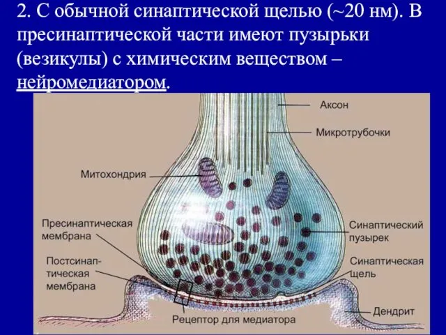 2. С обычной синаптической щелью (~20 нм). В пресинаптической части