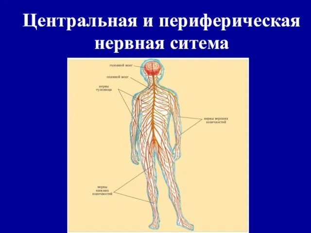 Центральная и периферическая нервная ситема