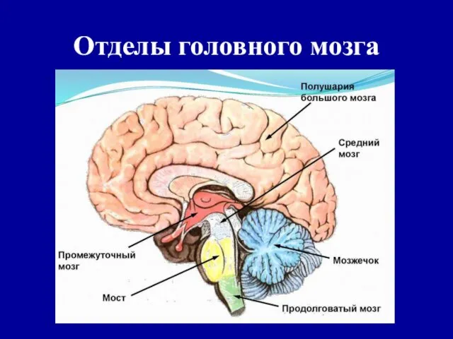 Отделы головного мозга