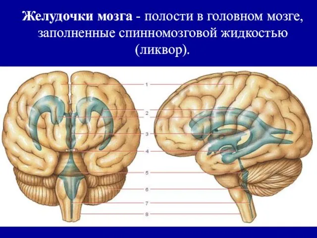 Желудочки мозга - полости в головном мозге, заполненные спинномозговой жидкостью (ликвор).