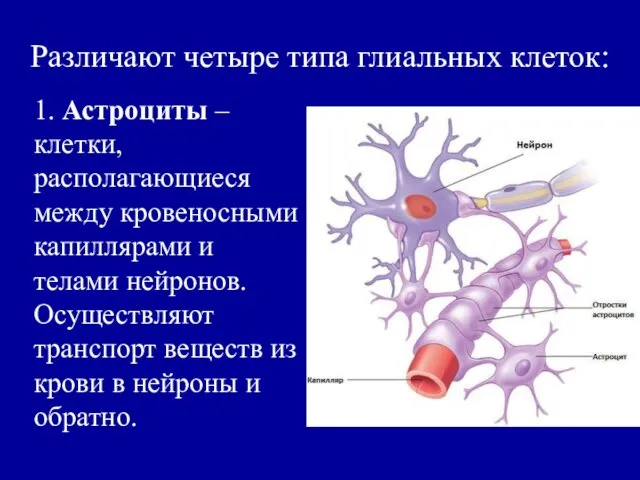 1. Астроциты ‒ клетки, располагающиеся между кровеносными капиллярами и телами