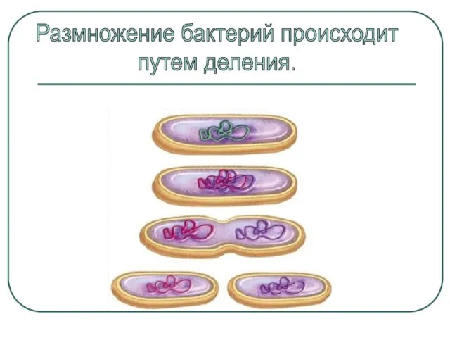 Размножение бактерий происходит путем деления.
