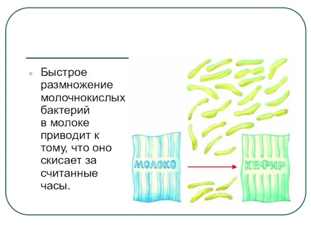 Быстрое размножение молочнокислых бактерий в молоке приводит к тому, что оно скисает за считанные часы.