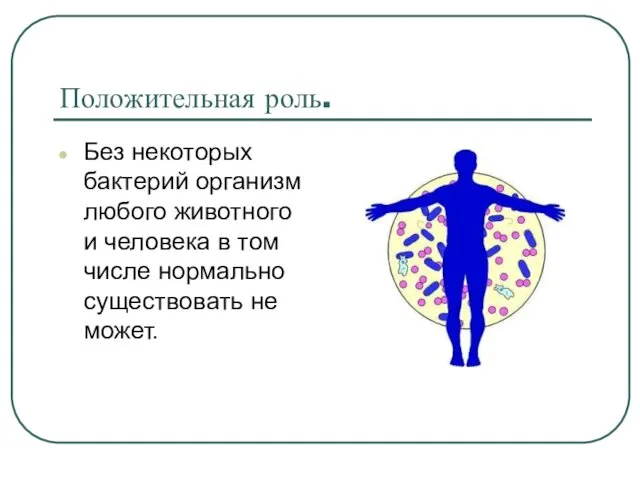 Положительная роль. Без некоторых бактерий организм любого животного и человека