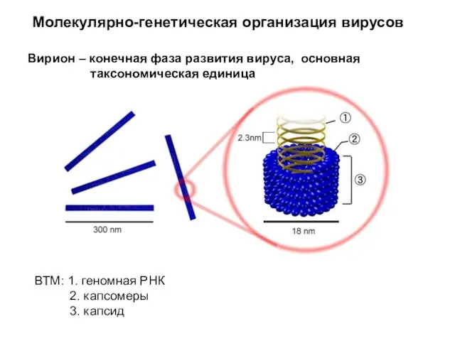 Молекулярно-генетическая организация вирусов Вирион – конечная фаза развития вируса, основная