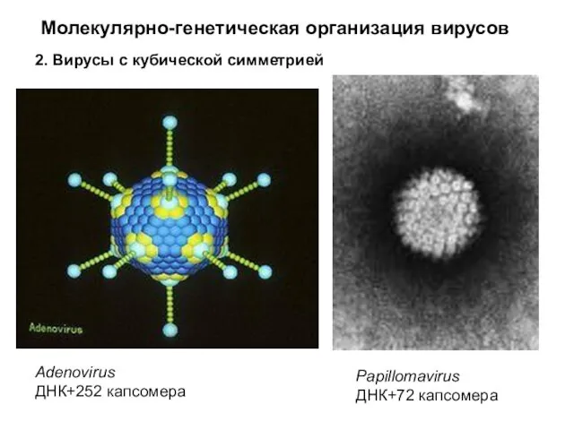 Молекулярно-генетическая организация вирусов 2. Вирусы с кубической симметрией Adenovirus ДНК+252 капсомера Papillomavirus ДНК+72 капсомера