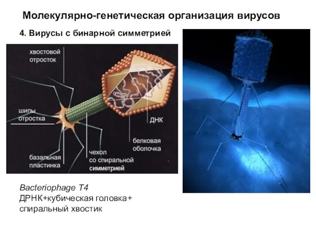 Молекулярно-генетическая организация вирусов 4. Вирусы с бинарной симметрией Bacteriophage Т4 ДРНК+кубическая головка+ спиральный хвостик