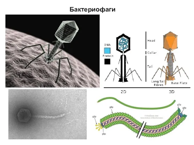 Бактериофаги