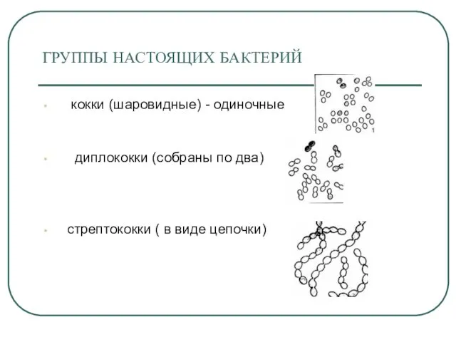 ГРУППЫ НАСТОЯЩИХ БАКТЕРИЙ кокки (шаровидные) - одиночные диплококки (собраны по два) стрептококки ( в виде цепочки)